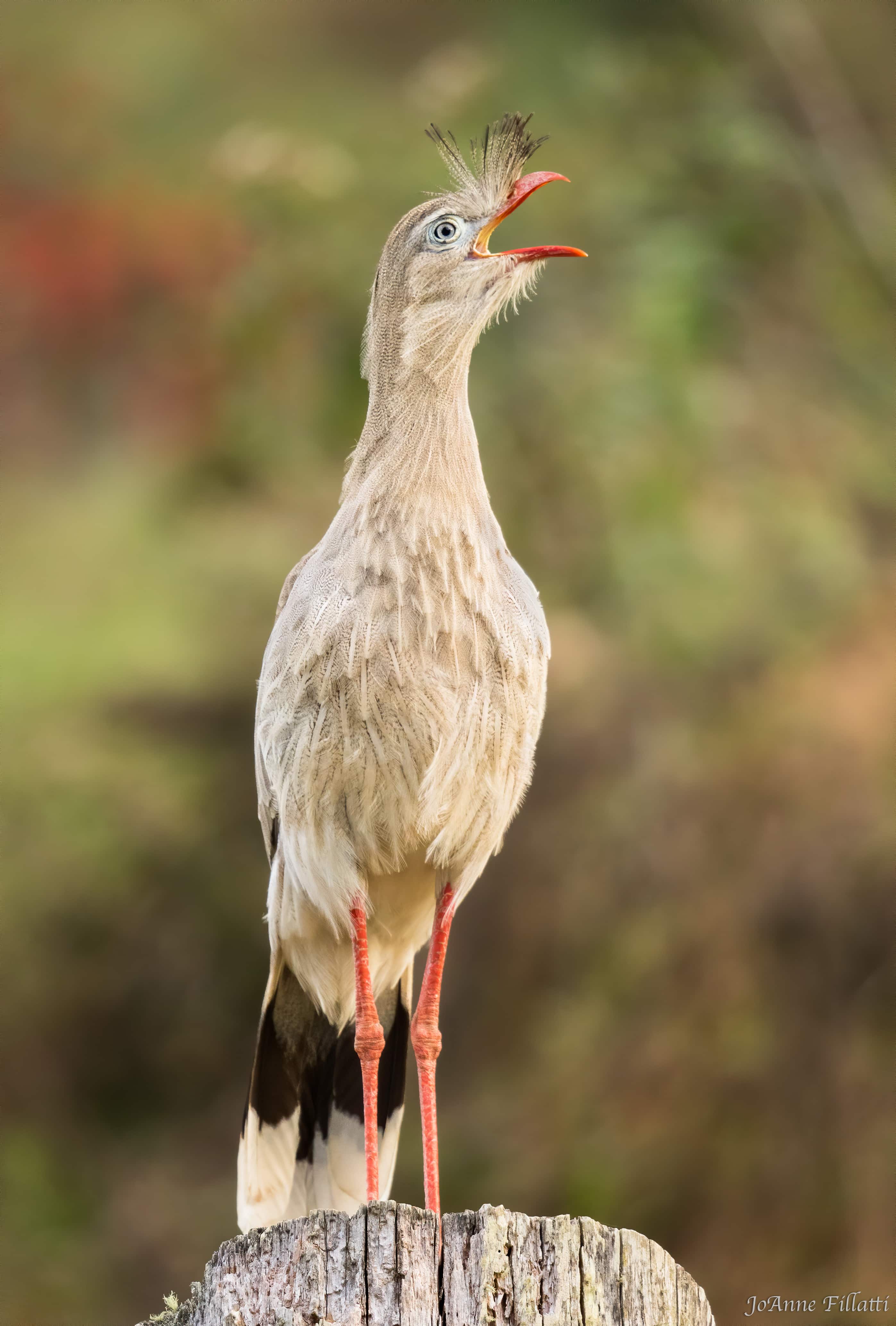 bird of brazil image 11